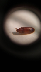 Tribolium castaneum