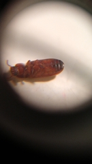 Tribolium castaneum