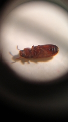 Tribolium castaneum