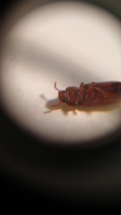 Tribolium castaneum