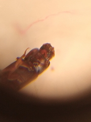 Tribolium castaneum