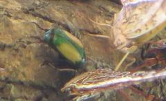 Chlorocala africana subsuturalis