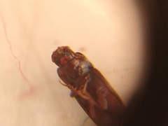 Tribolium castaneum