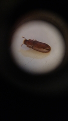 Tribolium castaneum