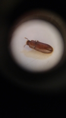Tribolium castaneum