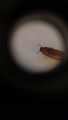 Tribolium castaneum