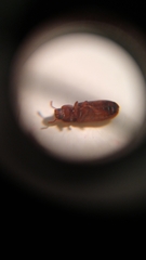 Tribolium castaneum