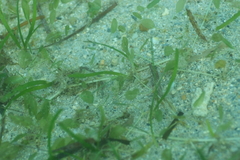 Halophila