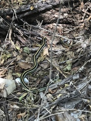 Thamnophis sirtalis annectens