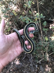 Thamnophis sirtalis annectens