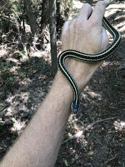 Thamnophis sirtalis annectens