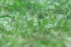 Halophila