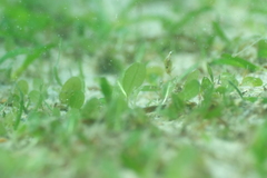 Halophila