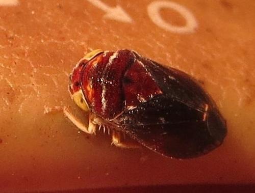 Citorus citri · iNaturalist
