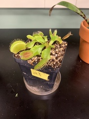 Dionaea