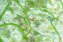 Halophila