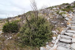 Tarchonanthus littoralis