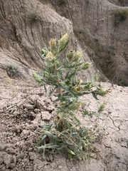 Mentzelia decapetala