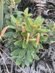 Siphocampylus columnae