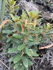 Siphocampylus columnae