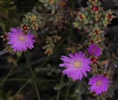 Lampranthus glomeratus