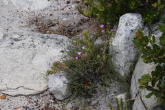 Lampranthus glomeratus