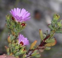 Lampranthus glomeratus