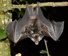 Chrotopterus auritus
