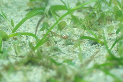 Halophila