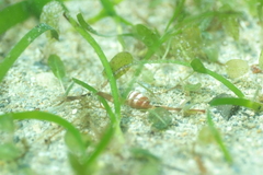 Halophila