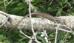 Trachylepis depressa