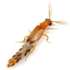 Distremocephalus texanus