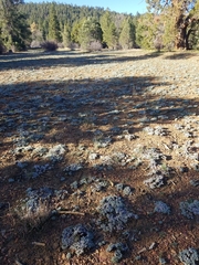 Lomatium nevadense parishii