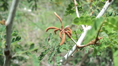 Mimosa bahamensis