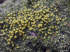 Azorella ruizii