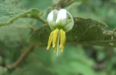 Solanum dasyanthum