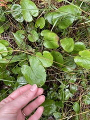 Packera serpenticola