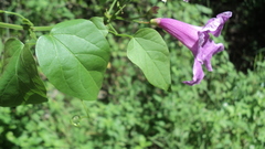 Bignonia diversifolia