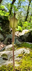 Arisaema macrospathum