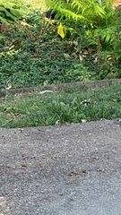 Sciurus carolinensis