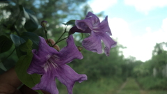 Bignonia diversifolia