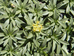 Azorella ruizii