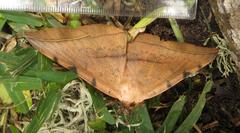 Hypopyra capensis