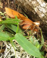Hypopyra capensis
