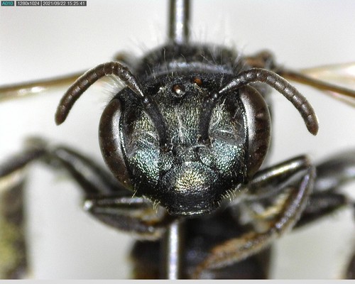 iNaturalist observation photo of Bees