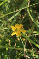 Lotus corniculatus corniculatus