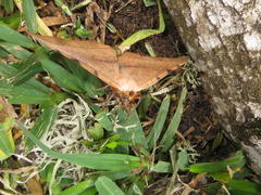 Hypopyra capensis