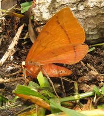 Hypopyra capensis