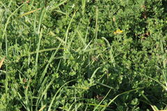 Lotus corniculatus corniculatus