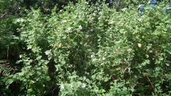 Pavonia columella